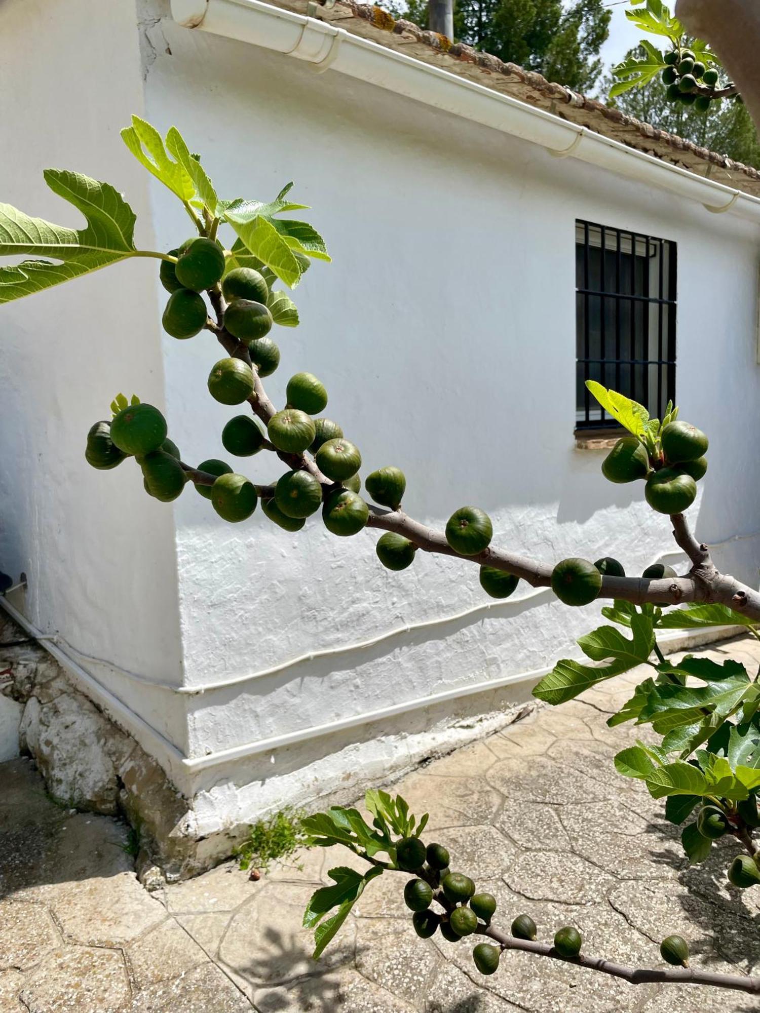 Finca El Sueno Andaluz Вильянуэва-де-ла-Консепсьон Экстерьер фото